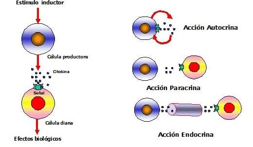 Las Citocinas