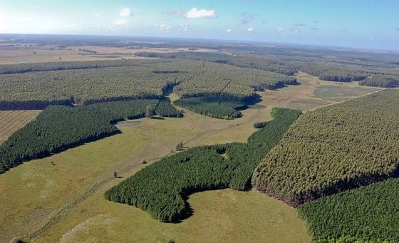 Ley Forestal, Financiación, Estímulos, Incentivos, Exenciones y Garantías