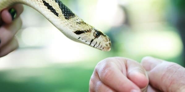 Medicina Mordedura de Serpiente en Niños en el Hospital Universitario Ramón González Valencia (1983-1993)