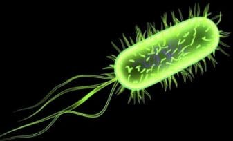 Se reduce el E. Coli