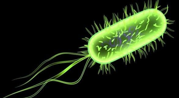 Se reduce el E. Coli