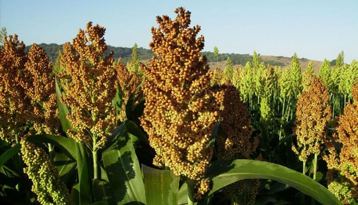 Los Mejores Sorgos Dulces para Biocombustibles