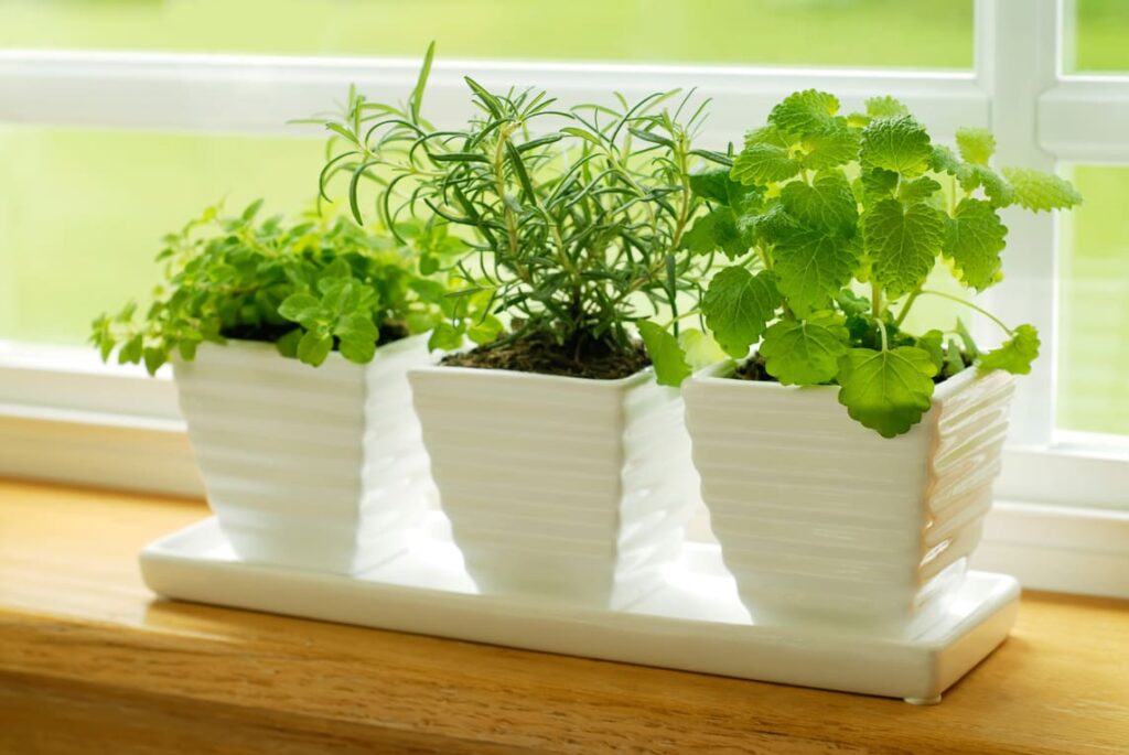 Cultivar hierbas aromaticas en interiores