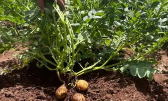 Cultivo de papas paso a paso