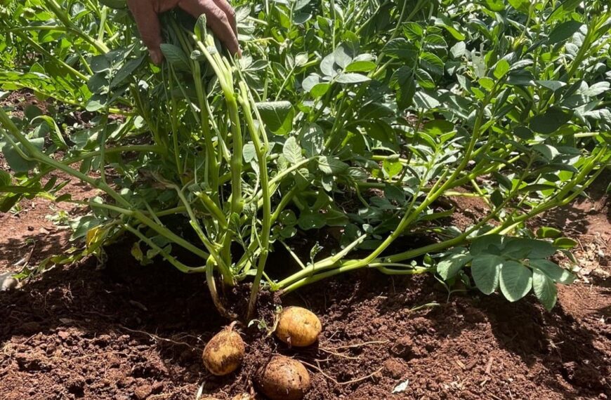 Cultivo de papas paso a paso