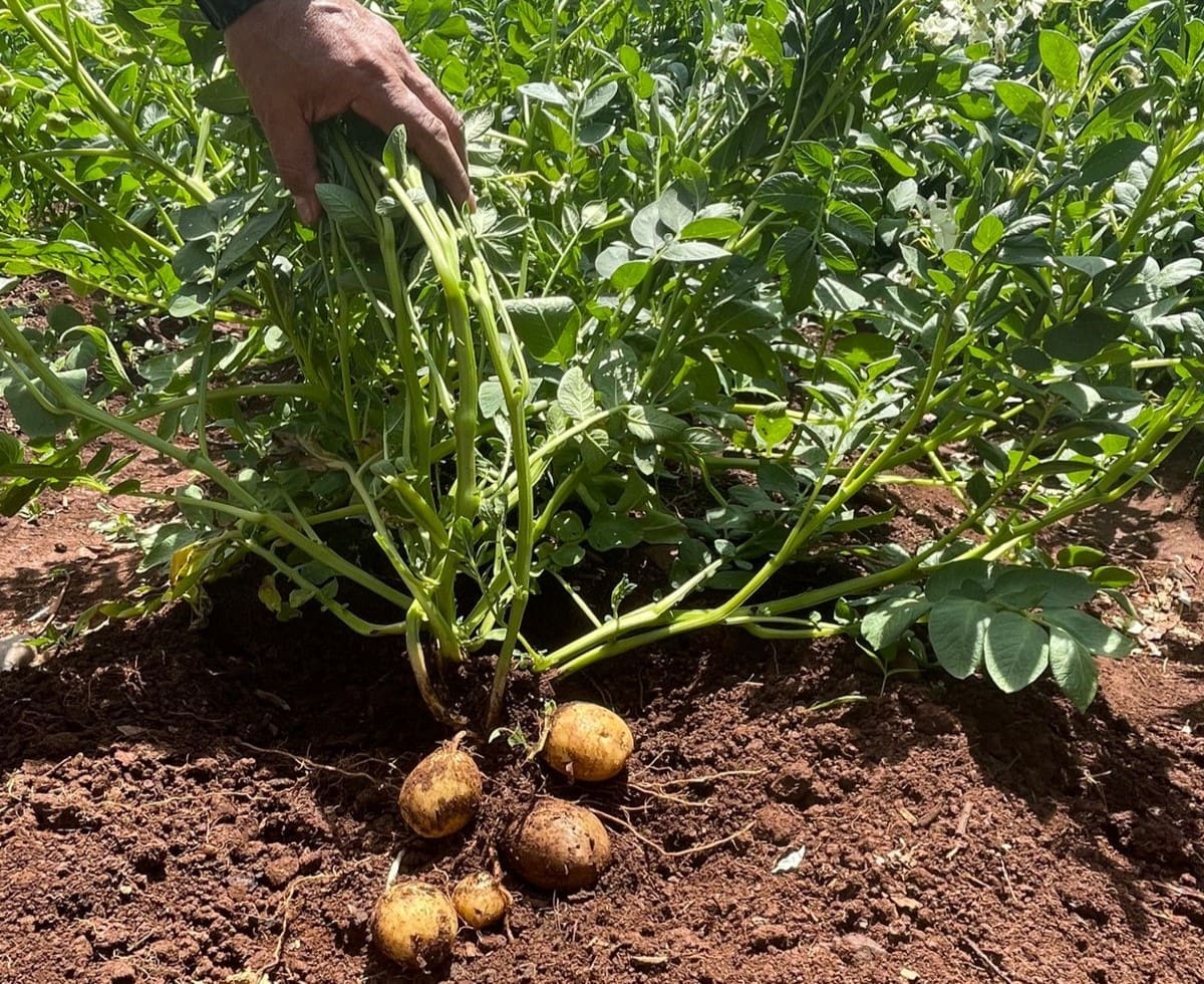 Cultivo de papas paso a paso