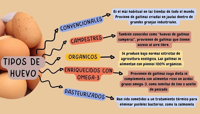 Diferencias de los Tipos de huevo