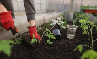 Construir un invernadero económico en casa