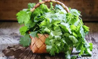 Cultivar cilantro en macetas