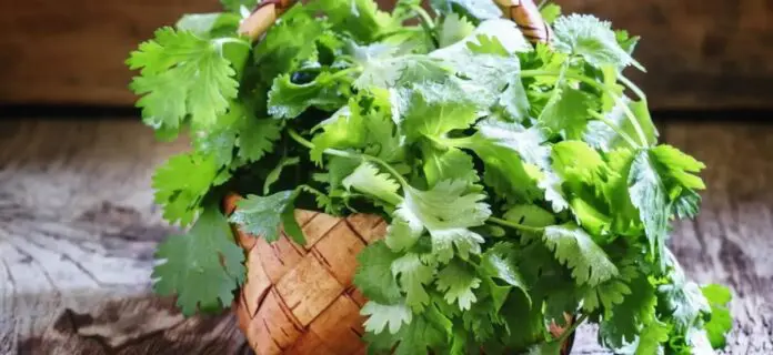 Cultivar cilantro en macetas