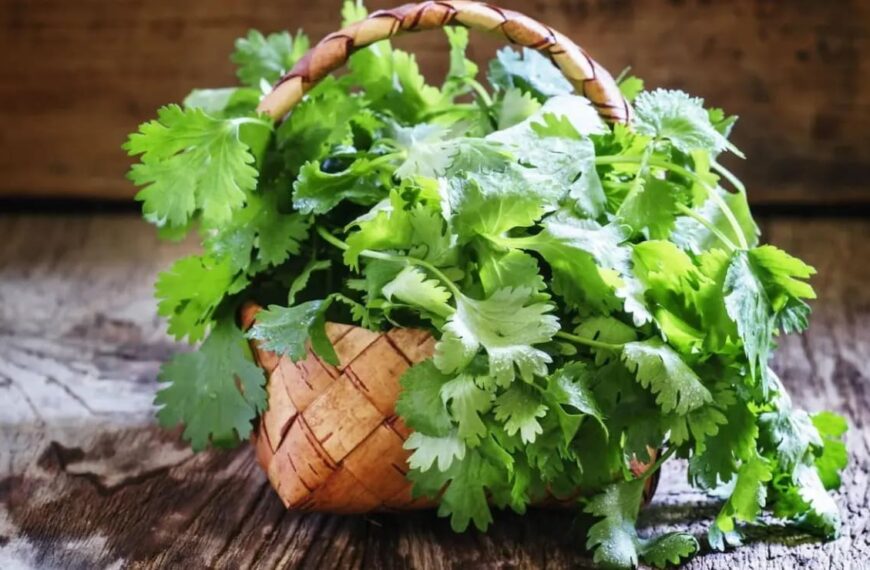 Cultivar cilantro en macetas