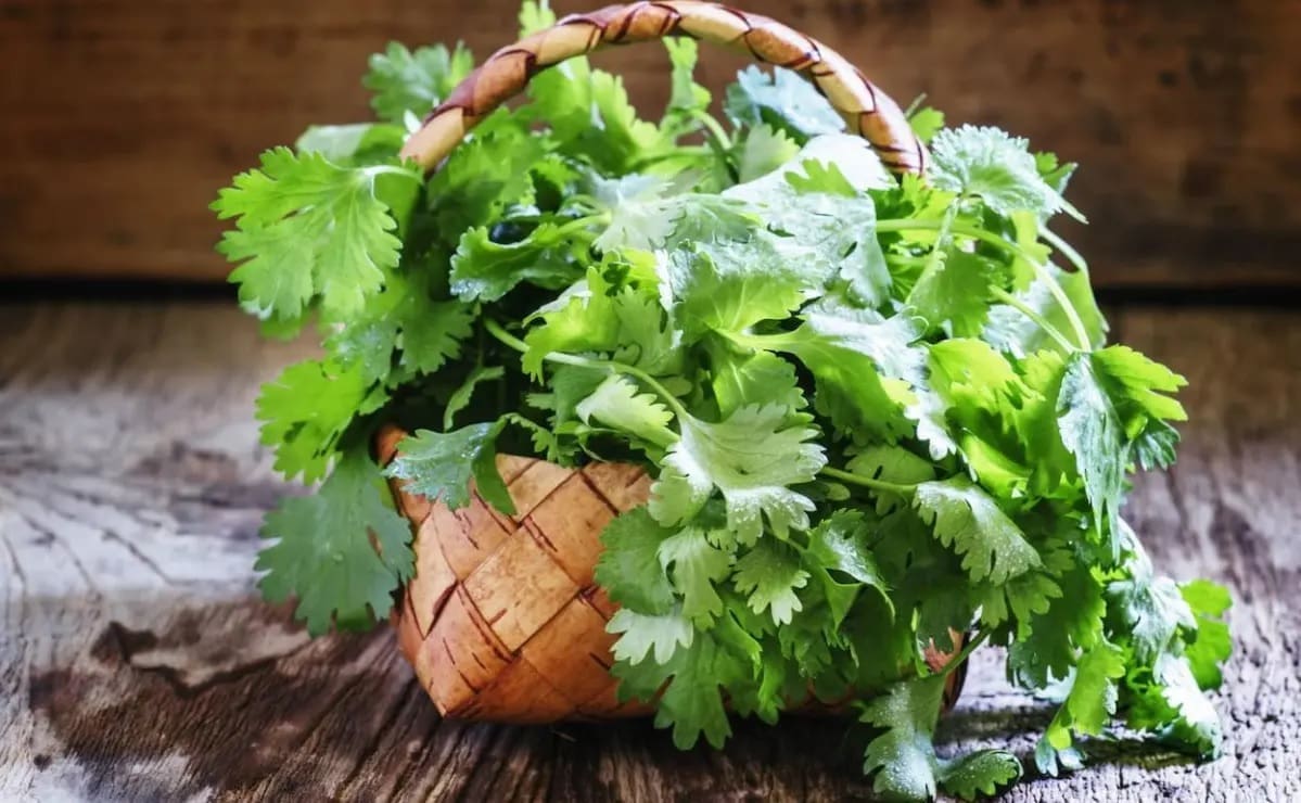 Cultivar cilantro en macetas