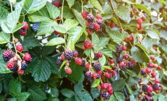 Cultivo de mora en macetas