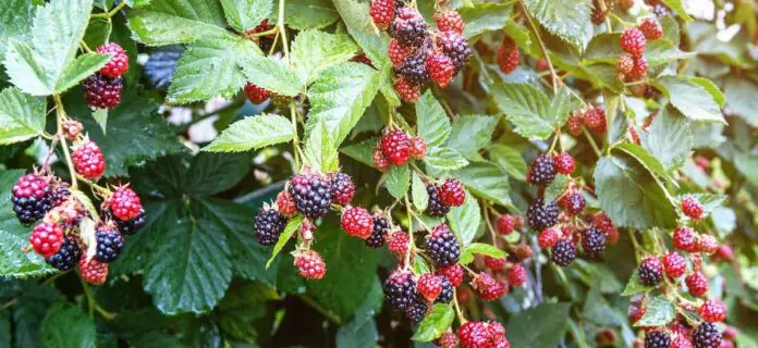 Cultivo de mora en macetas