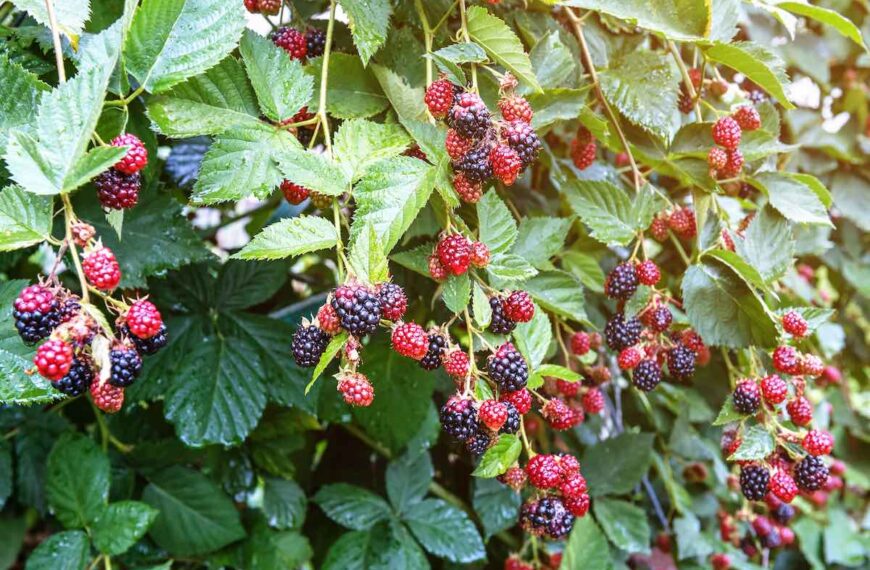 Cultivo de mora en macetas