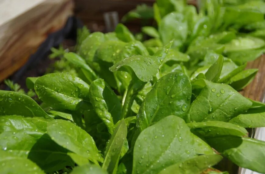 Plantar y cuidar espinacas en huertas caseras