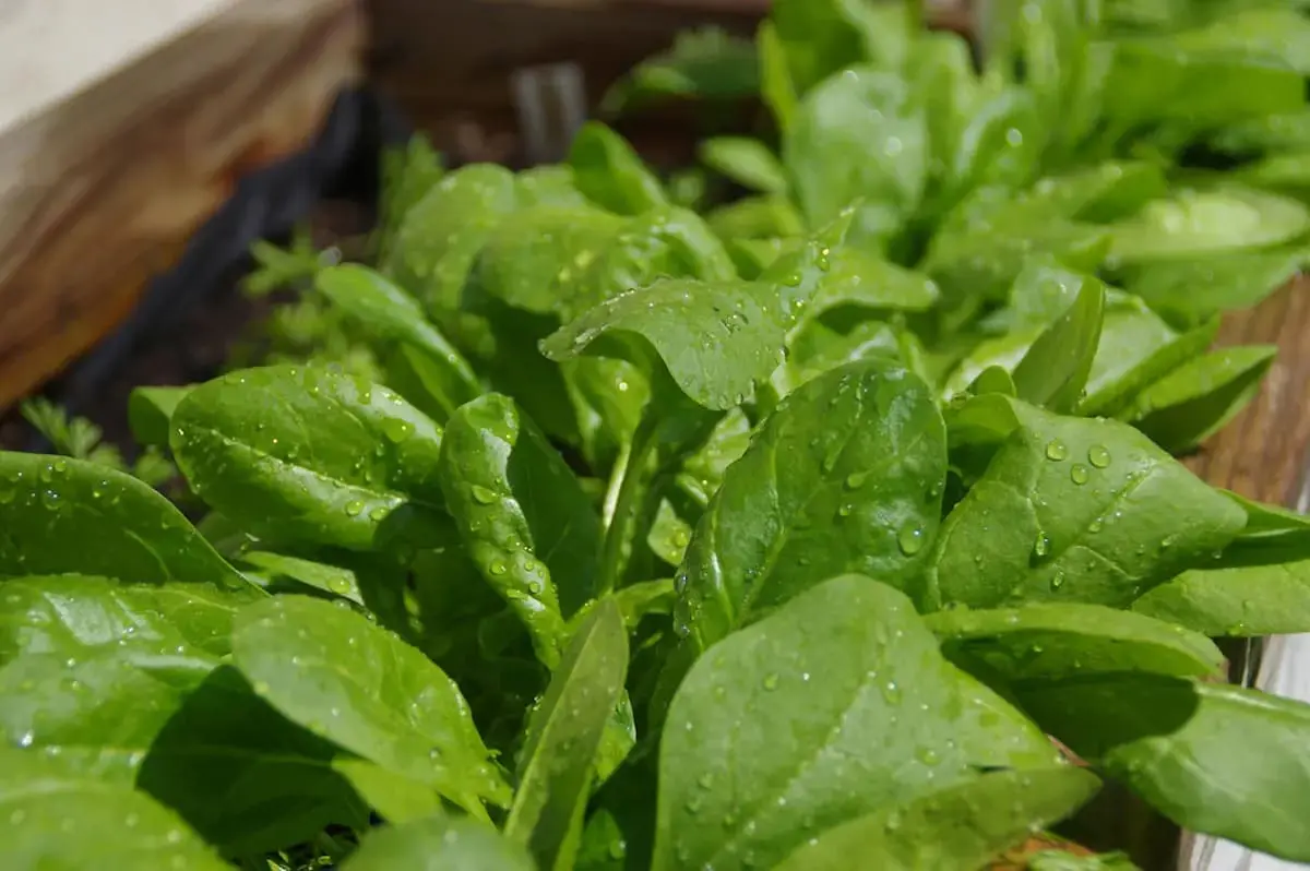 Plantar y cuidar espinacas en huertas caseras