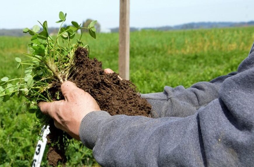 Agricultura regenerativa una solución para combatir el cambio climático