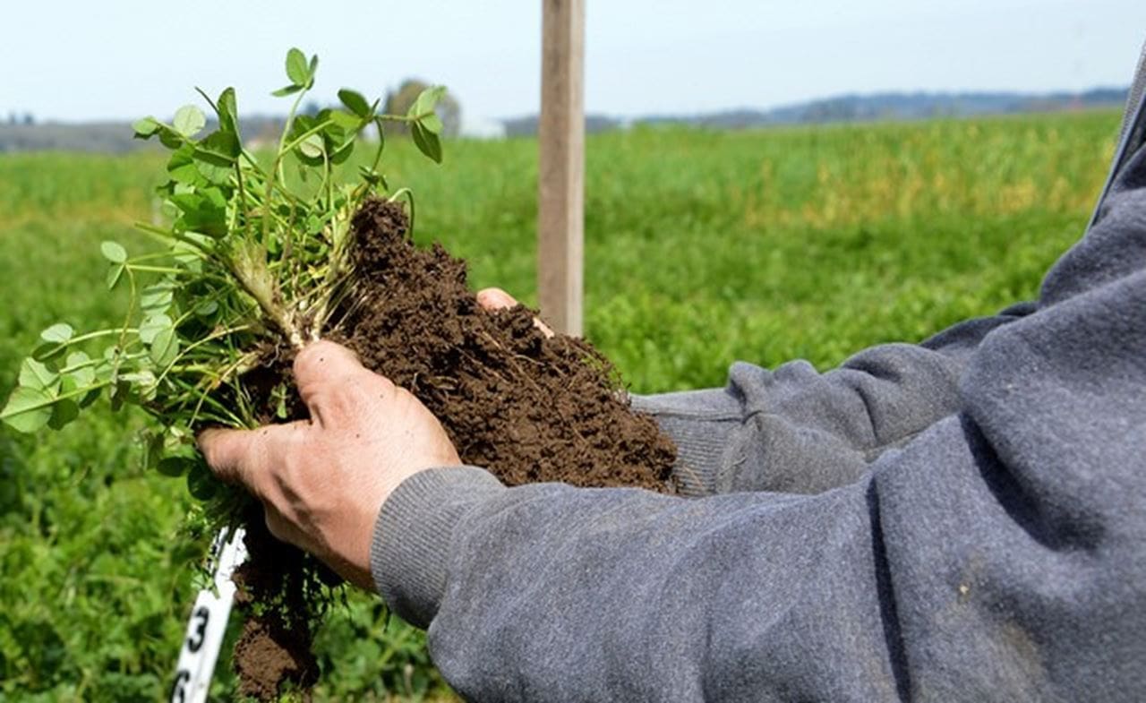 Agricultura regenerativa una solución para combatir el cambio climático