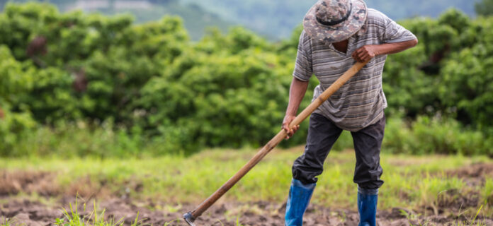 Agricultura de conservación