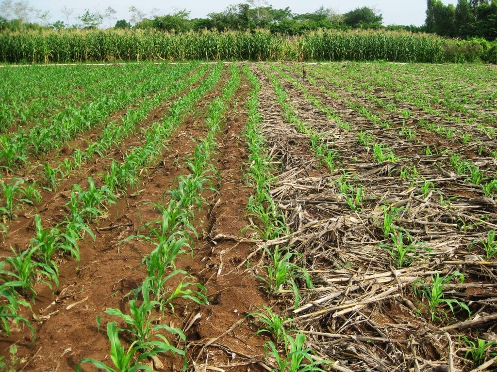 Agricultura sin labranza