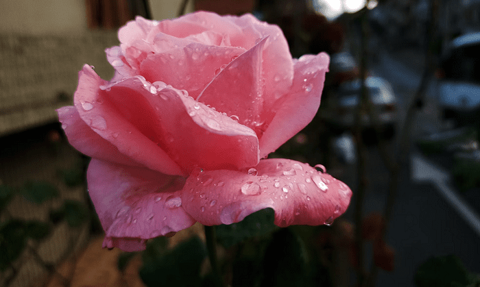 Colombia, un paraíso floral