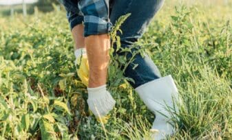 Control de malezas sin el uso de herbicidas