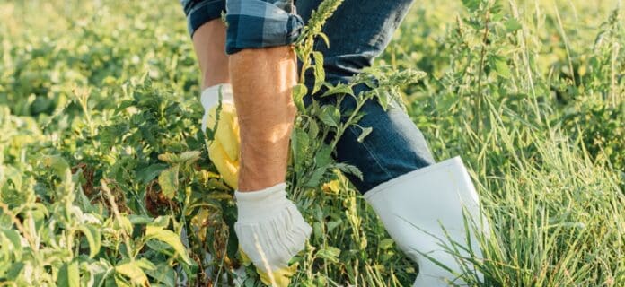 Control de malezas sin el uso de herbicidas