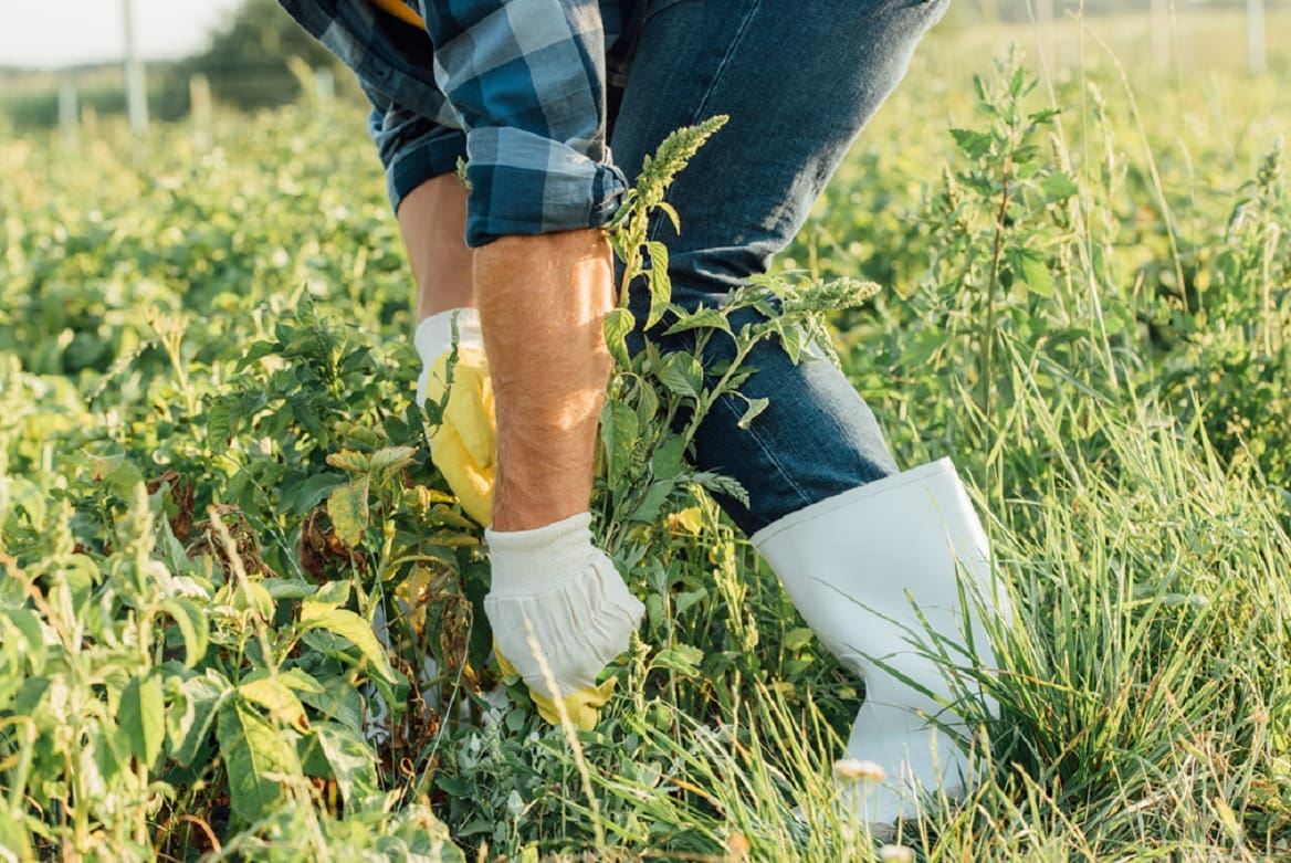 Control de malezas sin el uso de herbicidas