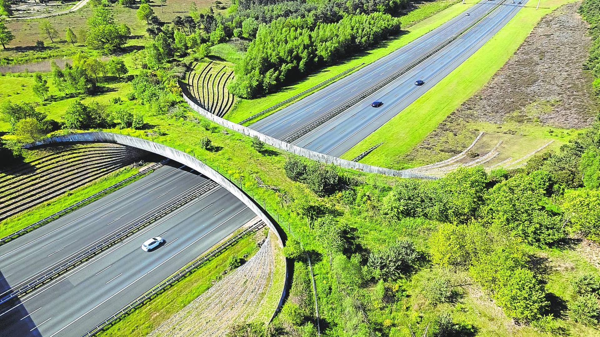 Corredores ecológicos para la fauna silvestre