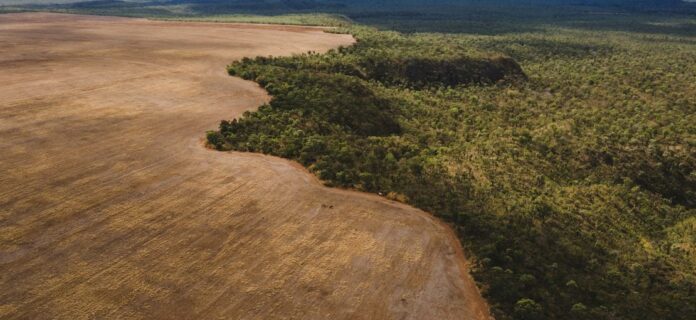 Reforestación en zonas áridas Desiertos verdes