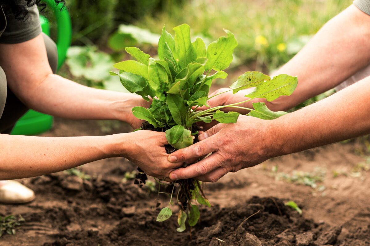 Biopiratería el robo de recursos genéticos y su impacto global