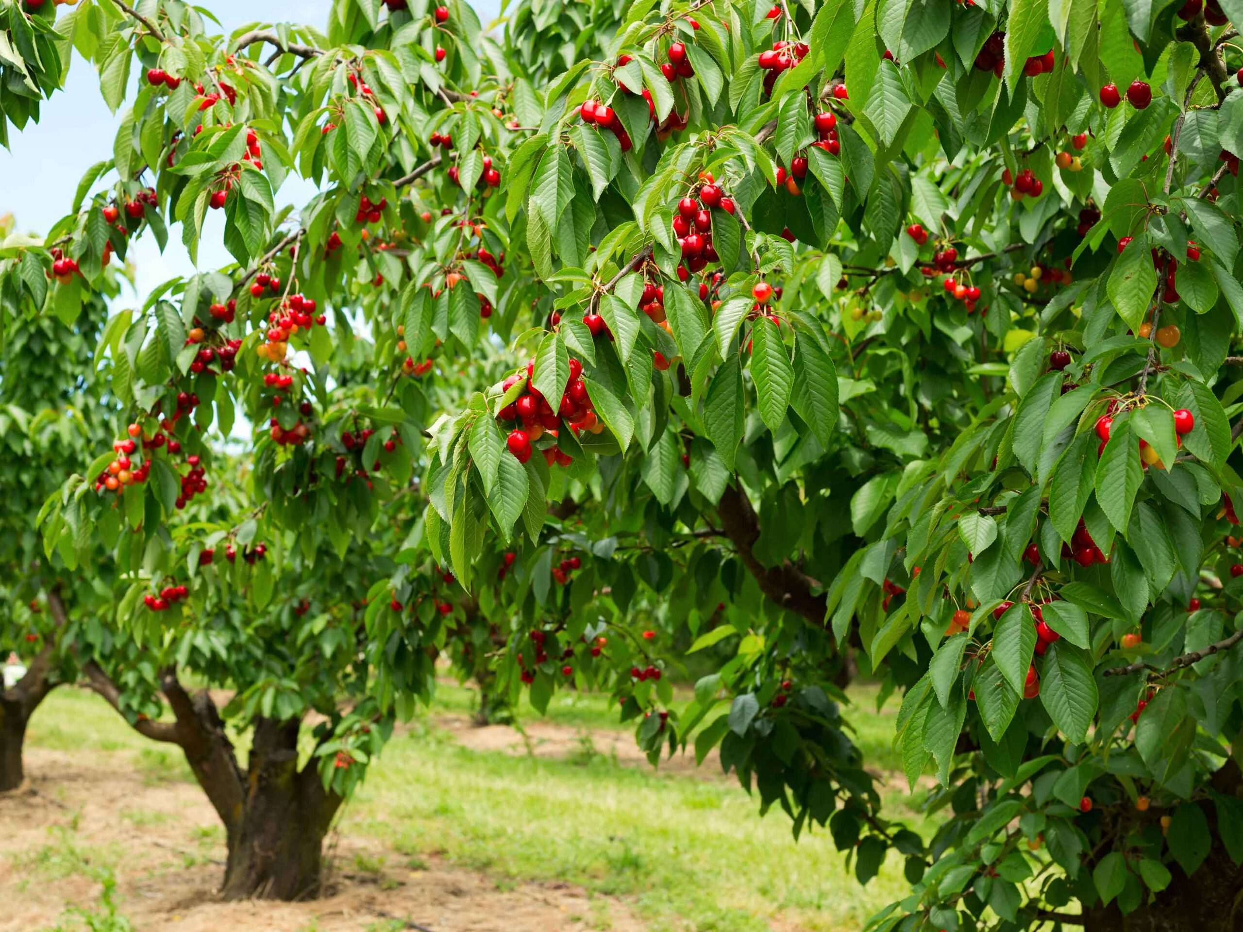 Cómo cultivar cerezas en climas fríos