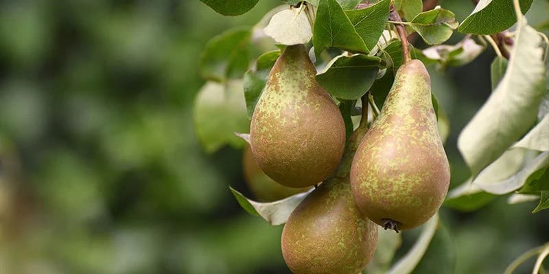 Cómo seleccionar variedades frutales para climas extremos