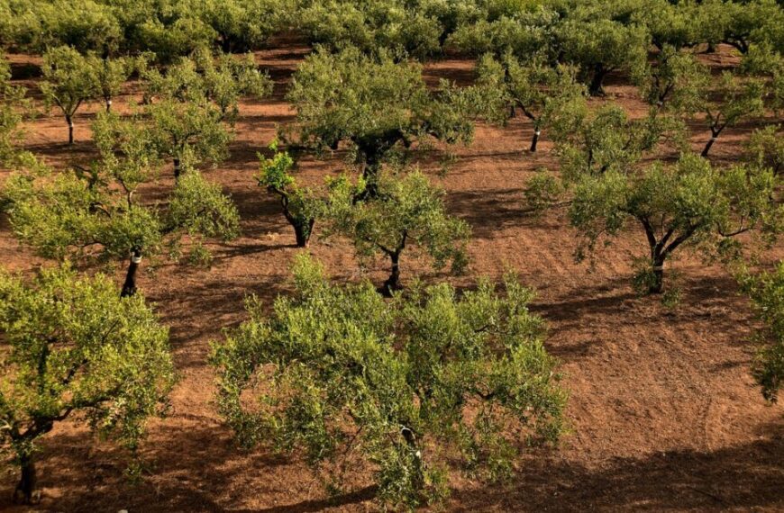 Técnicas de riego inteligente en zonas áridas, estrategias y tecnologías para maximizar el uso del agua en cultivos frutales