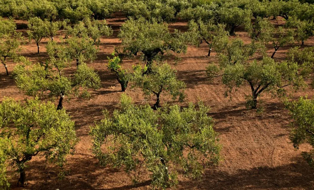 Técnicas de riego inteligente en zonas áridas, estrategias y tecnologías para maximizar el uso del agua en cultivos frutales