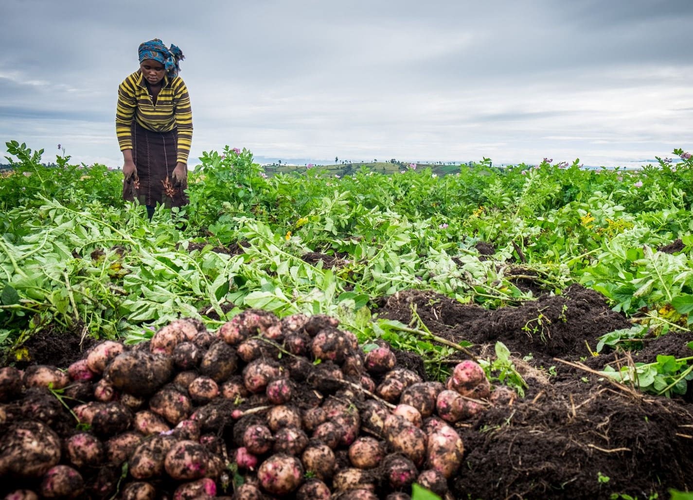 Adaptar las prácticas agrícolas al cambio climático