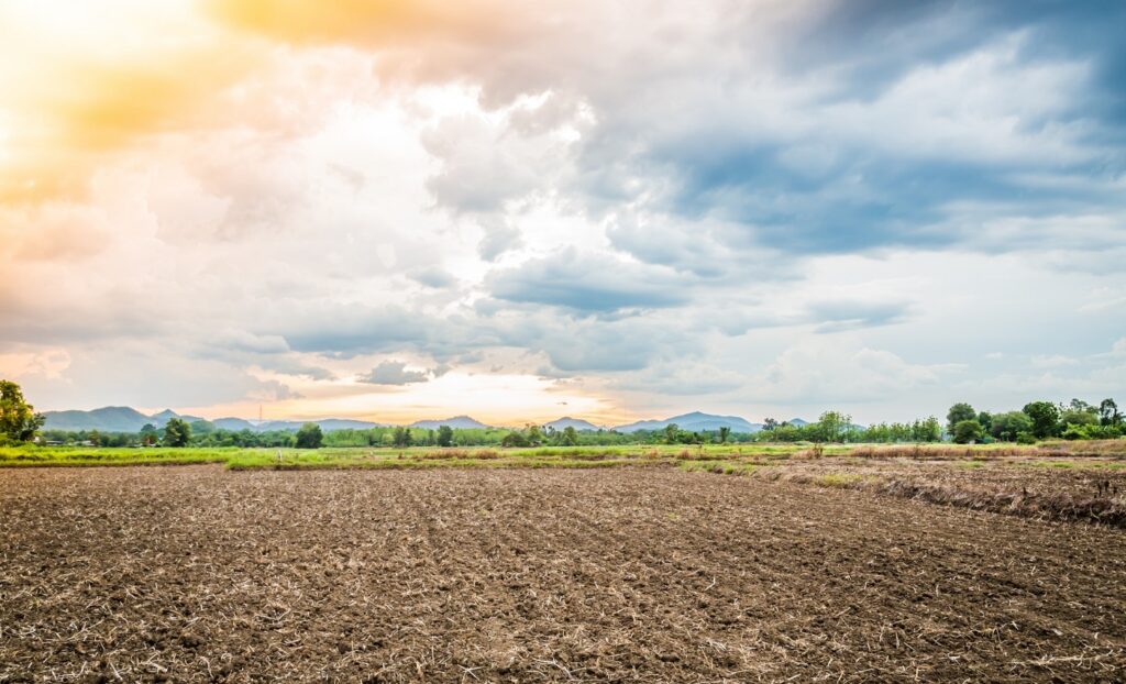 Cómo Identificar y Corregir la Salinidad en tu Suelo