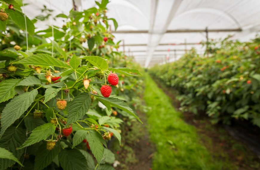 Cómo cultivar frambuesas en climas templados