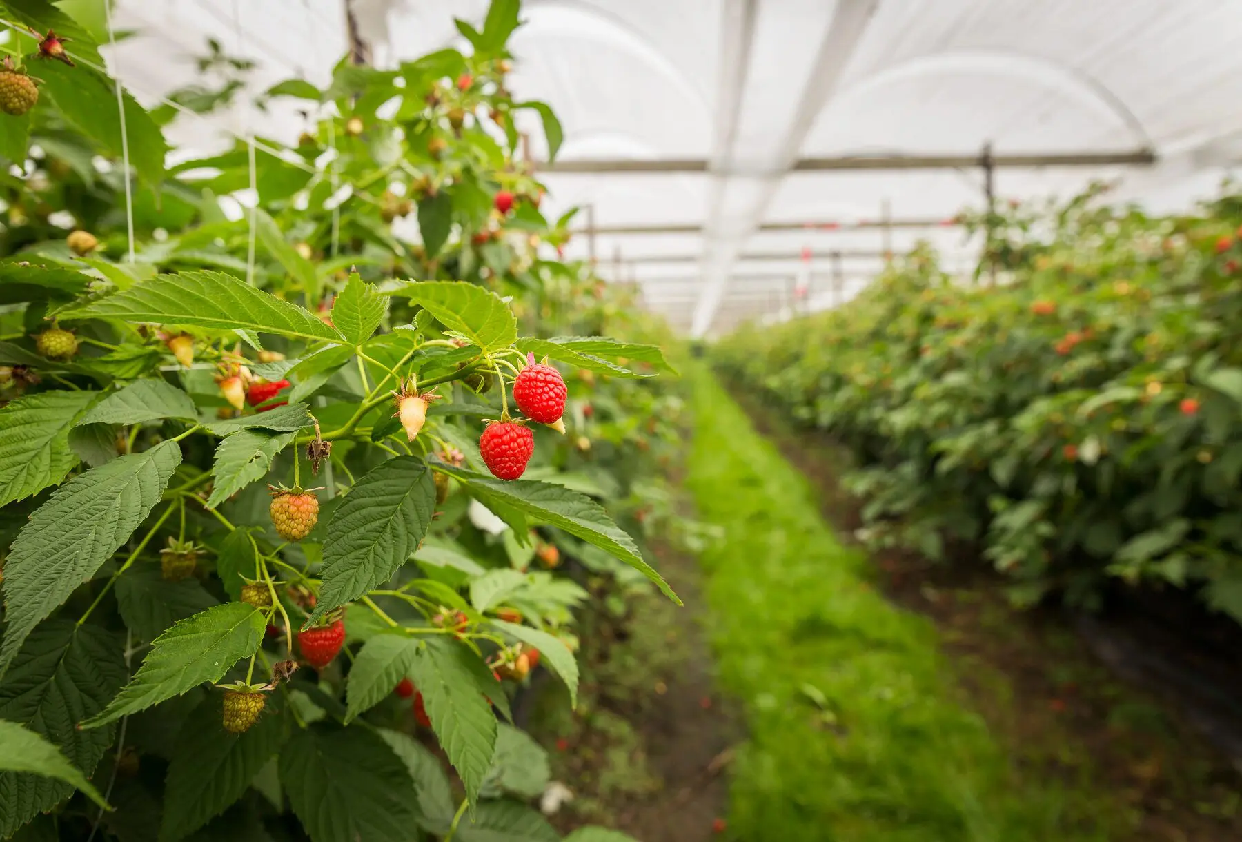 Cómo cultivar frambuesas en climas templados