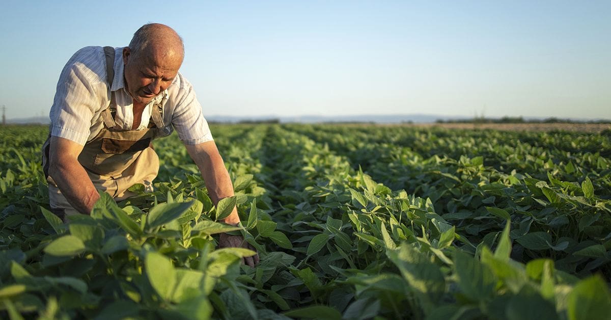 Estrategias para reducir la huella de carbono en la producción de alimentos