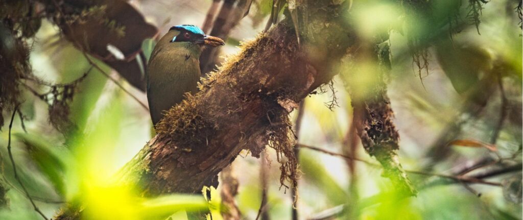 Impacto del cambio climático en la biodiversidad colombiana