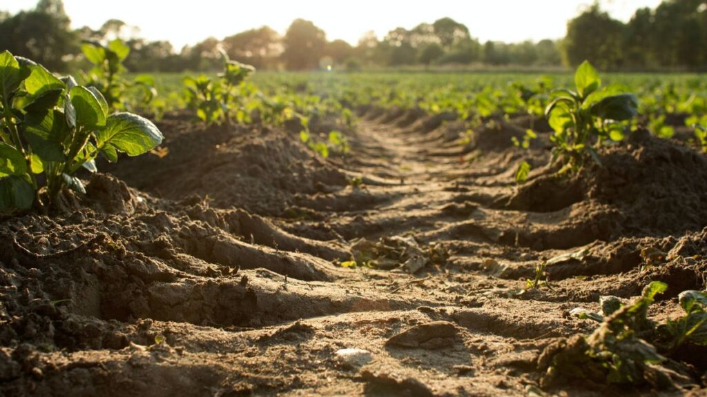 Importancia de la salud del suelo en la producción de alimentos