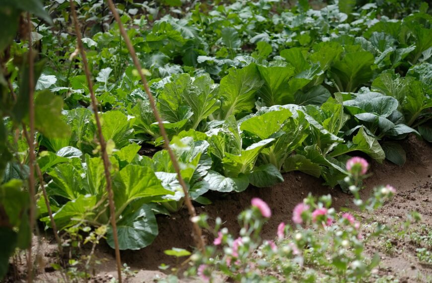 Manejo integrado de plagas en cultivos hortícolas