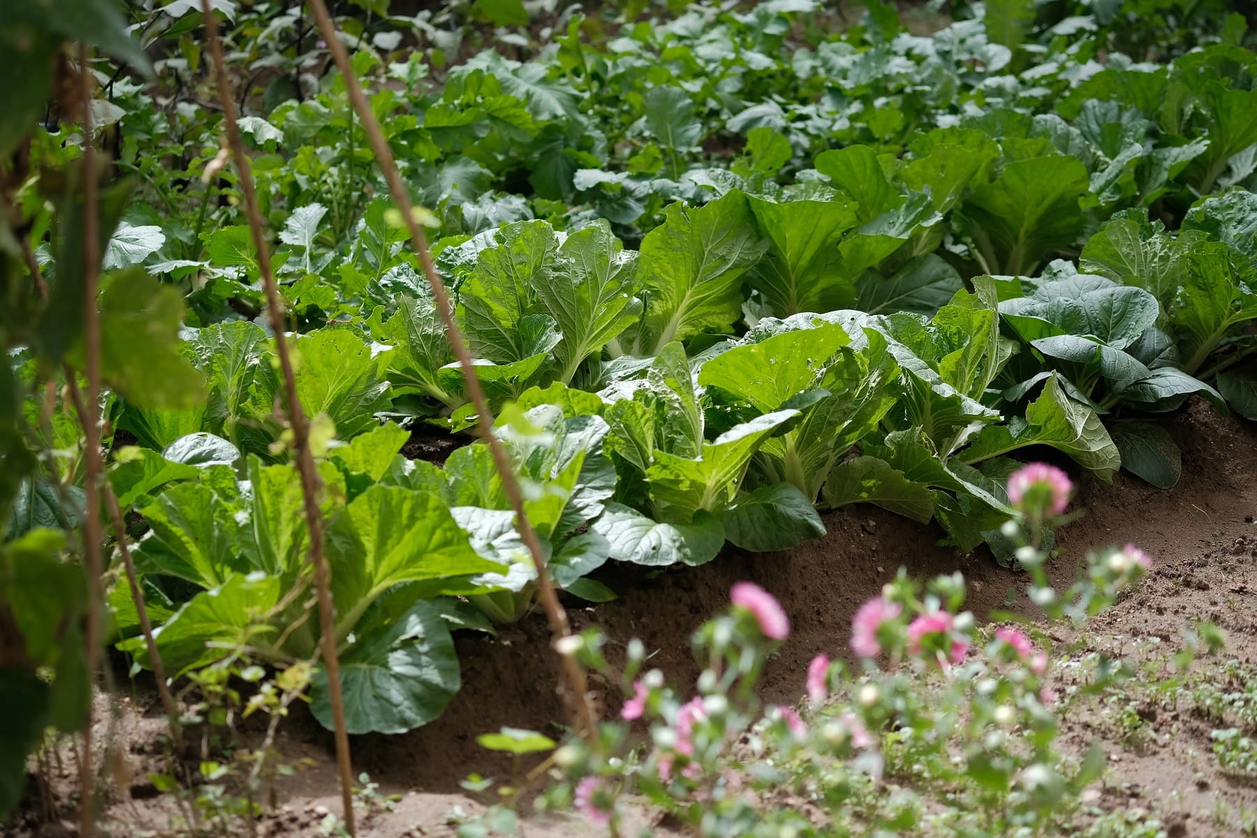 Manejo integrado de plagas en cultivos hortícolas