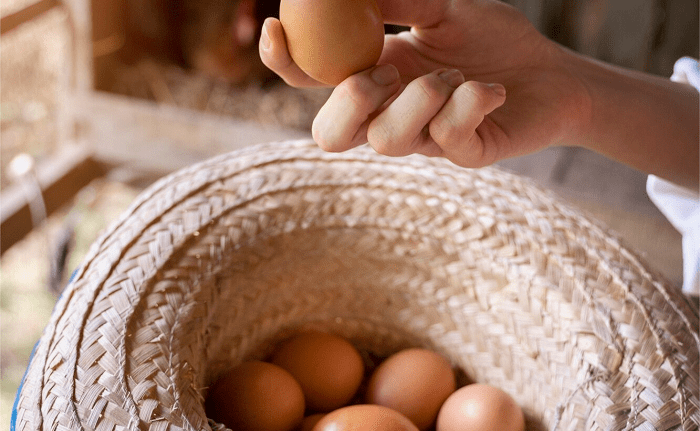 Por qué el huevo es un alimento saludable