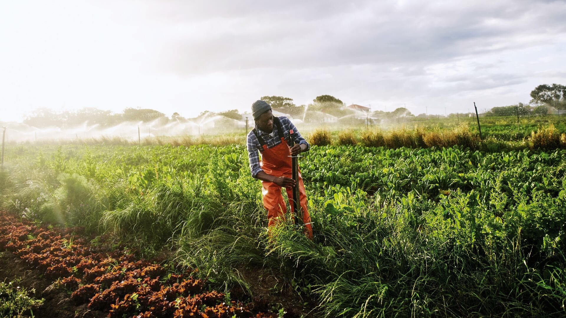 Técnicas de captura de carbono en la agricultura moderna
