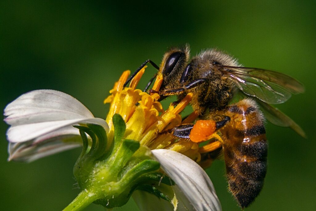 La Importancia de las Abejas para el Medio Ambiente