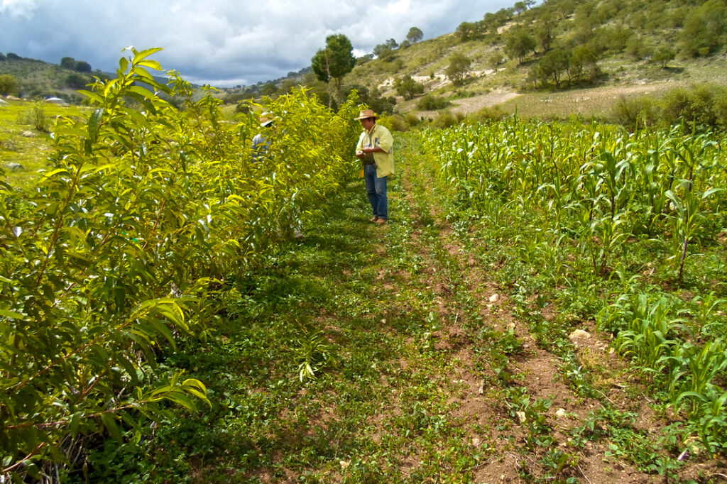 Impacto de los sistemas agroecológicos en la biodiversidad