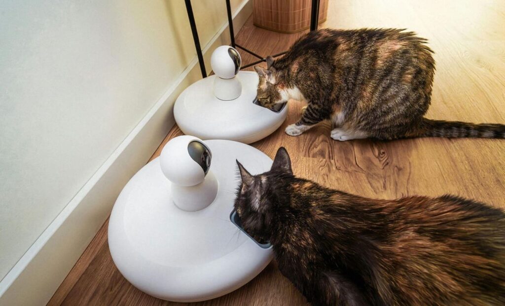 Beneficios de una Alimentación Natural para Gatos